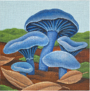 2337C  BLUE OYSTER MUSHROOMS