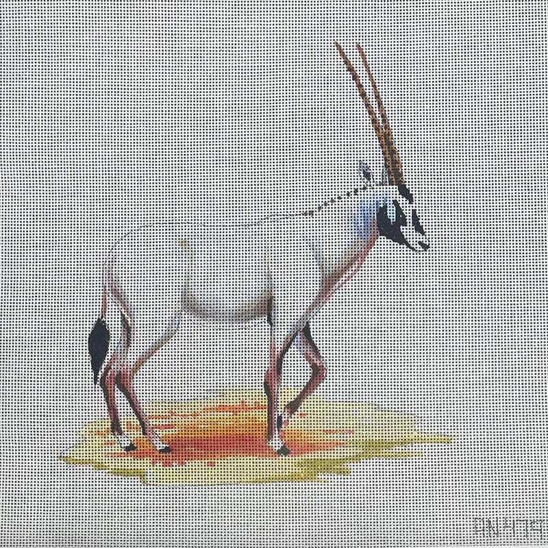 AN479  white oryx