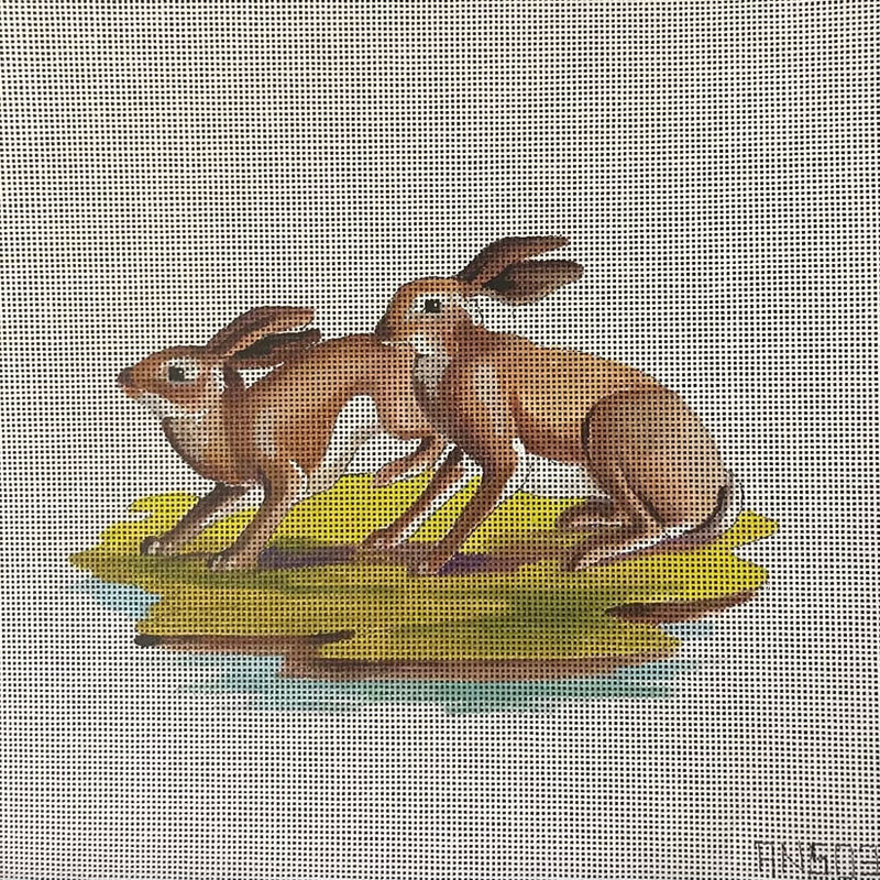 AN503  rabbits