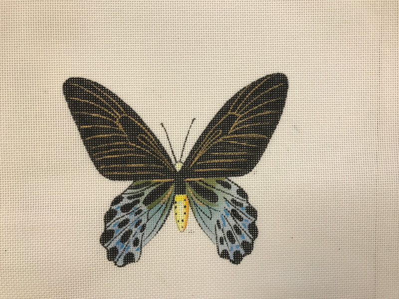 AN446 Black, Gold, Light Blue Butterfly