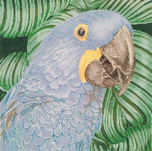 C-451b - Parrot Hyacinth Macaw