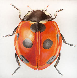 C-591a - Big Bug Lady Bug