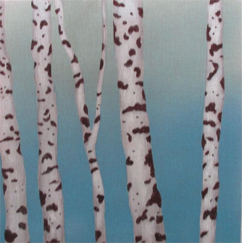 5 Birch Trees